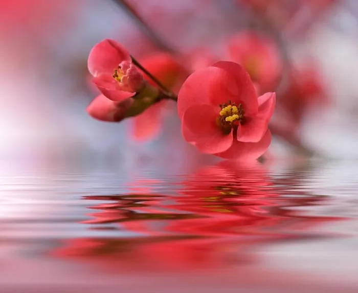 Framed Print : Beautiful flowers reflected in the water, spa concept.Spa still life.Abstract macro photo with water drops.Flowers with pastel tones.Tranquil Framed Print : Beautiful flowers reflected in the water, spa concept.Spa still life.Abstract macro photo with water drops.Flowers with pastel tones.Tranquil