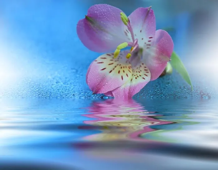 Framed Print : Beautiful flowers reflected in the water, spa concept.Spa still life.Abstract macro photo with water drops.Flowers with pastel tones.Tranquil Framed Print : Beautiful flowers reflected in the water, spa concept.Spa still life.Abstract macro photo with water drops.Flowers with pastel tones.Tranquil