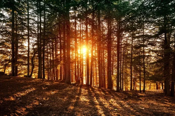 Framed Print : Beautiful forest landscape, bright sunlight makes its way through the trunks of pines