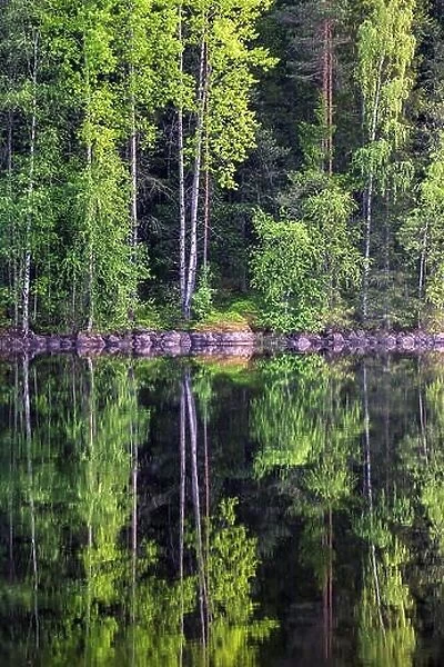 Beautiful forest reflection from lake at bright summer day in Liesjärvi National Park, Finland