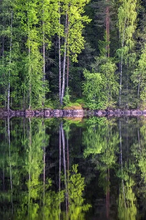 Framed Print : Beautiful forest reflection from lake at bright summer day in Liesjärvi National Park, Finland Framed Print : Beautiful forest reflection from lake at bright summer day in Liesjärvi National Park, Finland