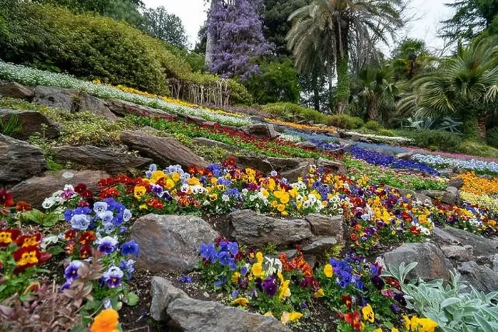 Framed Print : Beautiful garden with flowers in Tremezzo - Como lake in Italy Framed Print : Beautiful garden with flowers in Tremezzo - Como lake in Italy