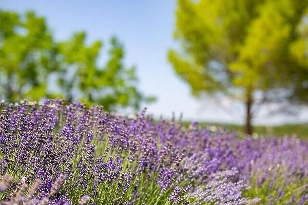 Beautiful garden with lavender flowers. Summer blooming floral nature, blurred trees and field landscape
