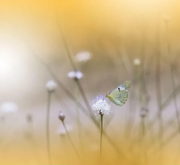 Framed Print : Beautiful Golden Nature Background.Floral Art Design.Macro Photography.Abstract Pastel Landscape with Copy Space.Summer Butterfly and Field.Yellow, fly Framed Print : Beautiful Golden Nature Background.Floral Art Design.Macro Photography.Abstract Pastel Landscape with Copy Space.Summer Butterfly and Field.Yellow, fly