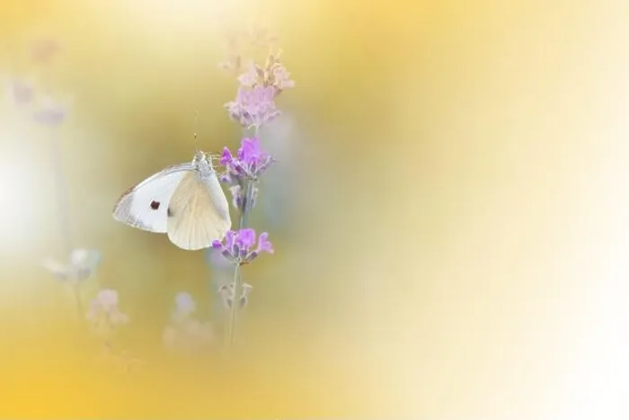 Framed Print : Beautiful Golden Nature Background.Floral Art Design.Macro Photography.Abstract Pastel Landscape with Copy Space.Summer Butterfly and Field.Yellow, fly Framed Print : Beautiful Golden Nature Background.Floral Art Design.Macro Photography.Abstract Pastel Landscape with Copy Space.Summer Butterfly and Field.Yellow, fly