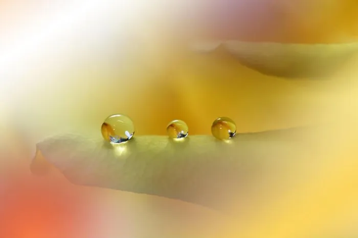 Framed Print : Beautiful Golden Nature Background.Colorful Artistic Wallpaper.Natural Abstract Macro Photography.Creative Floral Art Design.Pure Yellow Rose Flower Framed Print : Beautiful Golden Nature Background.Colorful Artistic Wallpaper.Natural Abstract Macro Photography.Creative Floral Art Design.Pure Yellow Rose Flower