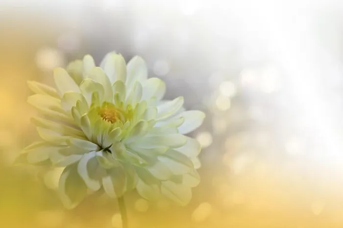 Framed Print : Beautiful Golden Nature Background.Colorful Artistic Wallpaper.Natural Abstract Macro Photography.Creative Floral Art Design.Chrysanthemum Flower.Pure Framed Print : Beautiful Golden Nature Background.Colorful Artistic Wallpaper.Natural Abstract Macro Photography.Creative Floral Art Design.Chrysanthemum Flower.Pure