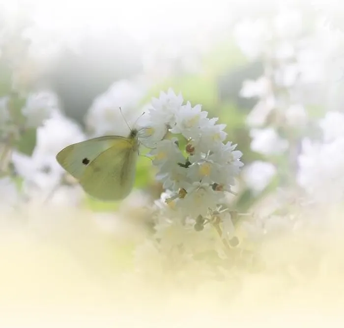 Framed Print : Beautiful Golden Nature Background.Floral Art Design.Macro Photography.Abstract Pastel Landscape with Copy Space.Butterfly and Field.Summer Butterfly Framed Print : Beautiful Golden Nature Background.Floral Art Design.Macro Photography.Abstract Pastel Landscape with Copy Space.Butterfly and Field.Summer Butterfly