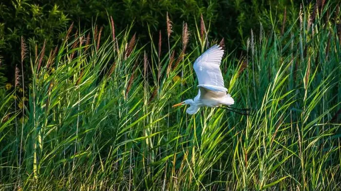 Framed Print : A beautiful great white egret flying over the lake in south Ontario of Canada Framed Print : A beautiful great white egret flying over the lake in south Ontario of Canada