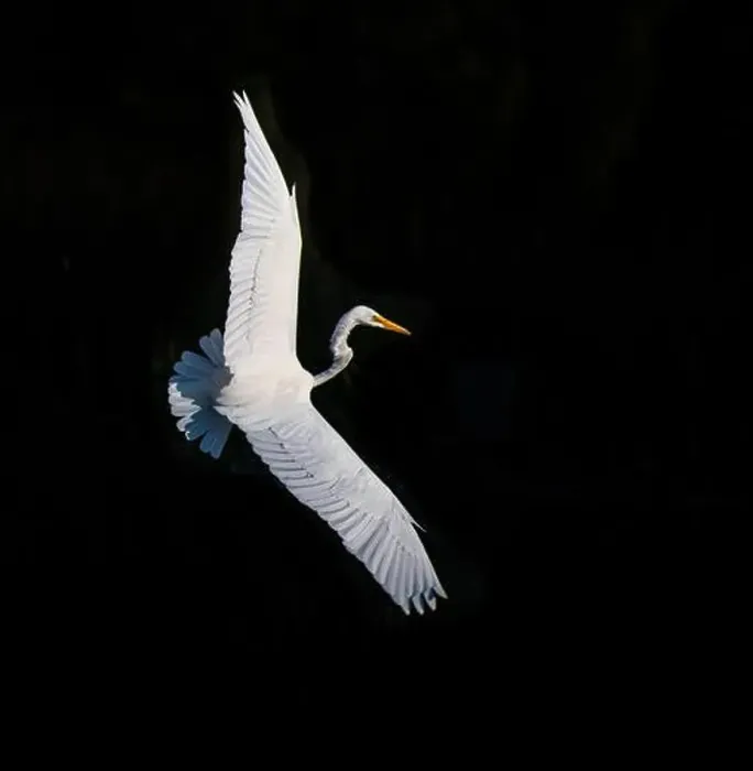 Framed Print : A beautiful great white egret flying over the lake in south Ontario of Canada Framed Print : A beautiful great white egret flying over the lake in south Ontario of Canada