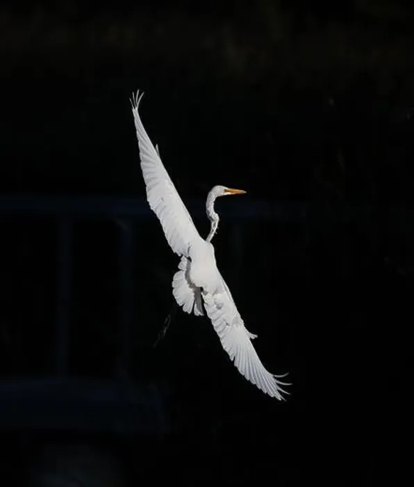 Framed Print : A beautiful great white egret flying over the lake in south Ontario of Canada Framed Print : A beautiful great white egret flying over the lake in south Ontario of Canada