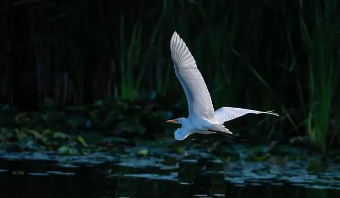 Framed Print : A beautiful great white egret flying over the lake in south Ontario of Canada Framed Print : A beautiful great white egret flying over the lake in south Ontario of Canada