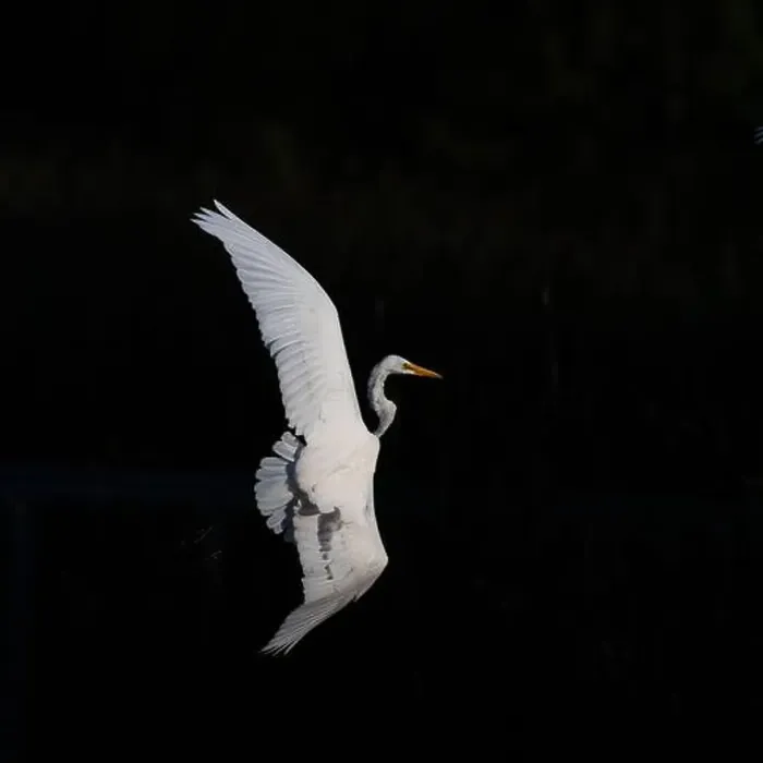 Framed Print : A beautiful great white egret flying over the lake in south Ontario of Canada Framed Print : A beautiful great white egret flying over the lake in south Ontario of Canada