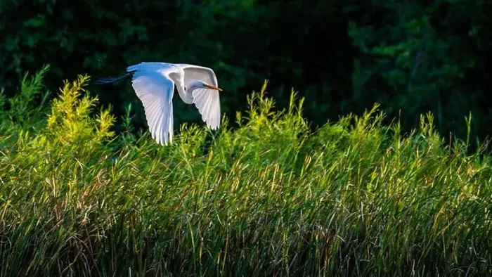 Framed Print : A beautiful great white egret flying over the lake in south Ontario of Canada Framed Print : A beautiful great white egret flying over the lake in south Ontario of Canada