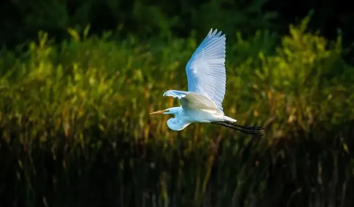 Framed Print : A beautiful great white egret flying over the lake in south Ontario of Canada Framed Print : A beautiful great white egret flying over the lake in south Ontario of Canada