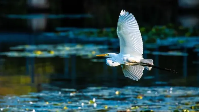 Framed Print : A beautiful great white egret flying over the lake in south Ontario of Canada Framed Print : A beautiful great white egret flying over the lake in south Ontario of Canada