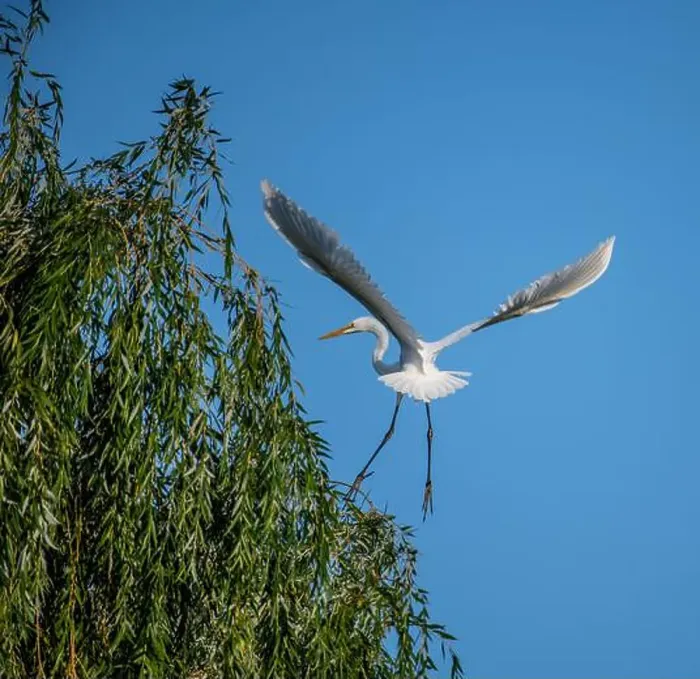 Framed Print : A beautiful great white egret lading on a willow tree in south Ontario of Canada, a closed up bird watching Framed Print : A beautiful great white egret lading on a willow tree in south Ontario of Canada, a closed up bird watching