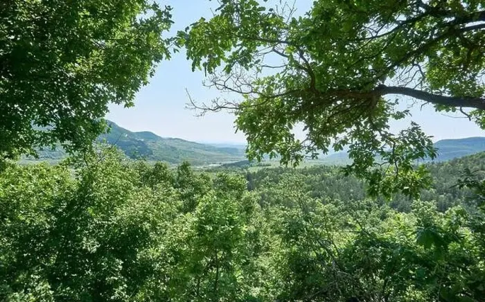 Framed Print : Beautiful green forest in a sunny day Framed Print : Beautiful green forest in a sunny day