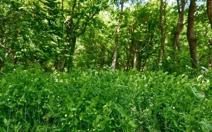 Framed Print : Beautiful green forest in a sunny day Framed Print : Beautiful green forest in a sunny day