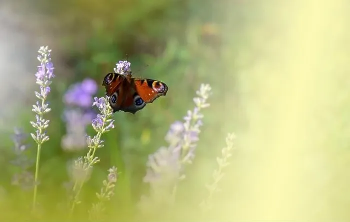Framed Print : Beautiful Green Nature Background.Floral Art Design.Macro Photography.Butterfly and Lavender Field.Butterfly in Summer Floral Background.Artistic Wall Framed Print : Beautiful Green Nature Background.Floral Art Design.Macro Photography.Butterfly and Lavender Field.Butterfly in Summer Floral Background.Artistic Wall