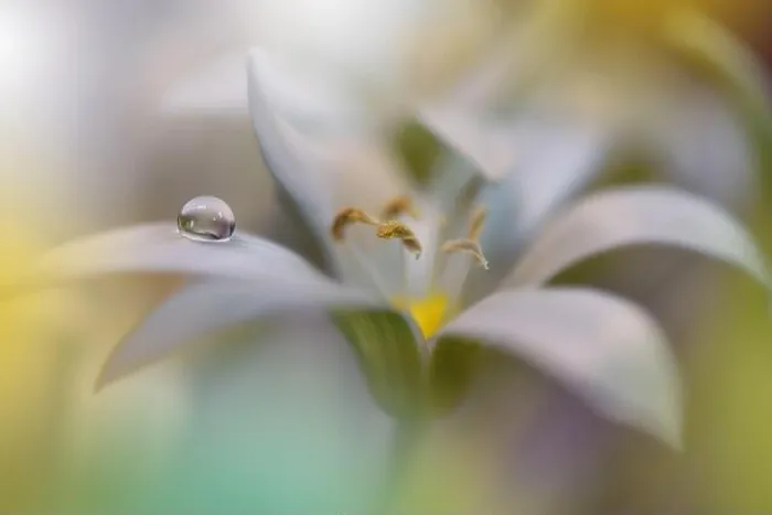 Framed Print : Beautiful Green Nature Background.Floral Art Design.Abstract Macro Photography.White Flower.Creative Artistic Wallpaper.Celebration and Holidays Framed Print : Beautiful Green Nature Background.Floral Art Design.Abstract Macro Photography.White Flower.Creative Artistic Wallpaper.Celebration and Holidays