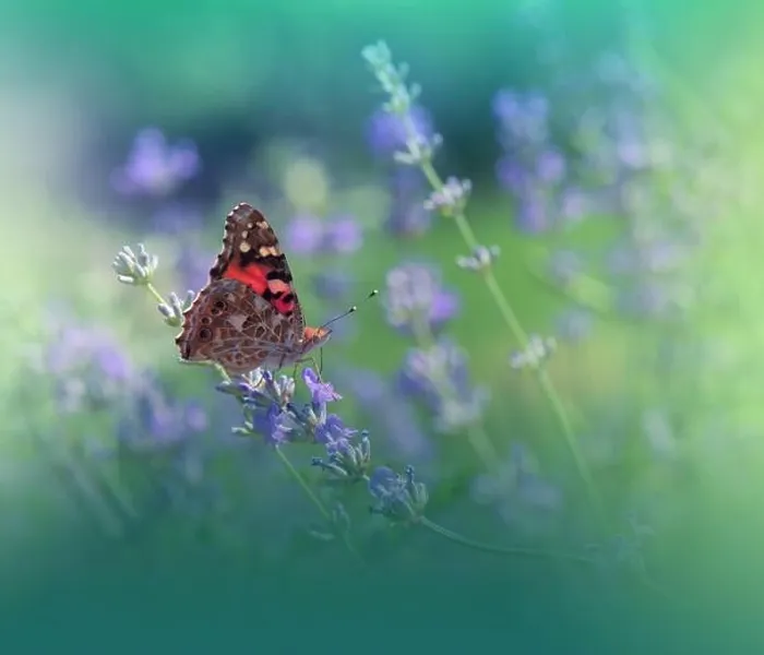 Framed Print : Beautiful Green Nature Background.Floral Art Design.Macro Photography.Butterfly and Lavender Field.Creative Artistic Wallpaper.Summer Flowers.Aroma Framed Print : Beautiful Green Nature Background.Floral Art Design.Macro Photography.Butterfly and Lavender Field.Creative Artistic Wallpaper.Summer Flowers.Aroma