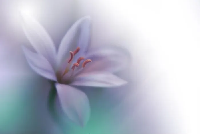 Framed Print : Beautiful Green Nature Background.Colorful Artistic Wallpaper.Natural Abstract Macro Photography.Creative Floral Art Design.Love, romance, romantic.Pure Framed Print : Beautiful Green Nature Background.Colorful Artistic Wallpaper.Natural Abstract Macro Photography.Creative Floral Art Design.Love, romance, romantic.Pure