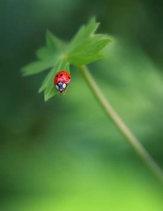 Framed Print : Beautiful Green Nature Background.Wild Field.Close up Scene.Summer Landscape.Creative Artistic Wallpaper.Red Ladybug.Green Color.Animal in a Meadow Framed Print : Beautiful Green Nature Background.Wild Field.Close up Scene.Summer Landscape.Creative Artistic Wallpaper.Red Ladybug.Green Color.Animal in a Meadow