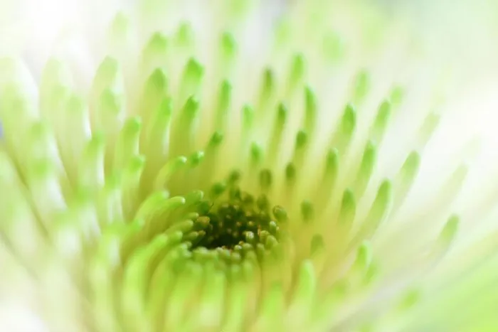Framed Print : Beautiful Green Nature Background.Floral Fantasy Design.Artistic Abstract Chrysanthemum Flowers.Green leaves.Ecology Energy of plant.Natural Macro Framed Print : Beautiful Green Nature Background.Floral Fantasy Design.Artistic Abstract Chrysanthemum Flowers.Green leaves.Ecology Energy of plant.Natural Macro
