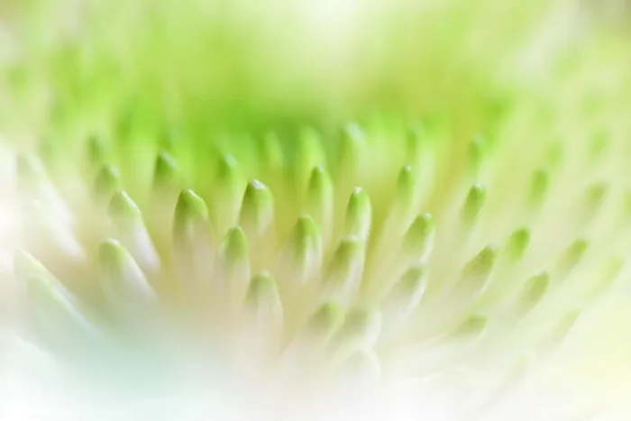 Framed Print : Beautiful Green Nature Background.Floral Fantasy Design.Artistic Abstract Chrysanthemum Flowers.Green leaves.Ecology Energy of plant.Natural Macro Framed Print : Beautiful Green Nature Background.Floral Fantasy Design.Artistic Abstract Chrysanthemum Flowers.Green leaves.Ecology Energy of plant.Natural Macro