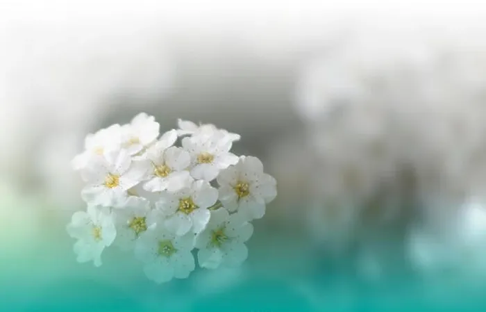 Framed Print : Beautiful Green Nature Background.Colorful Artistic Wallpaper.Natural Macro Photography.Beauty in Nature.Creative Floral Art.Tranquil scene.White.Web Framed Print : Beautiful Green Nature Background.Colorful Artistic Wallpaper.Natural Macro Photography.Beauty in Nature.Creative Floral Art.Tranquil scene.White.Web