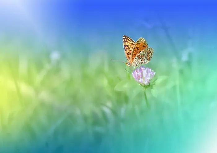Framed Print : Beautiful Green Nature Background.Colorful Artistic Blue Wallpaper.Natural Macro Photography.Tranquil Beauty in Nature.Creative Butterfly Floral Art Framed Print : Beautiful Green Nature Background.Colorful Artistic Blue Wallpaper.Natural Macro Photography.Tranquil Beauty in Nature.Creative Butterfly Floral Art