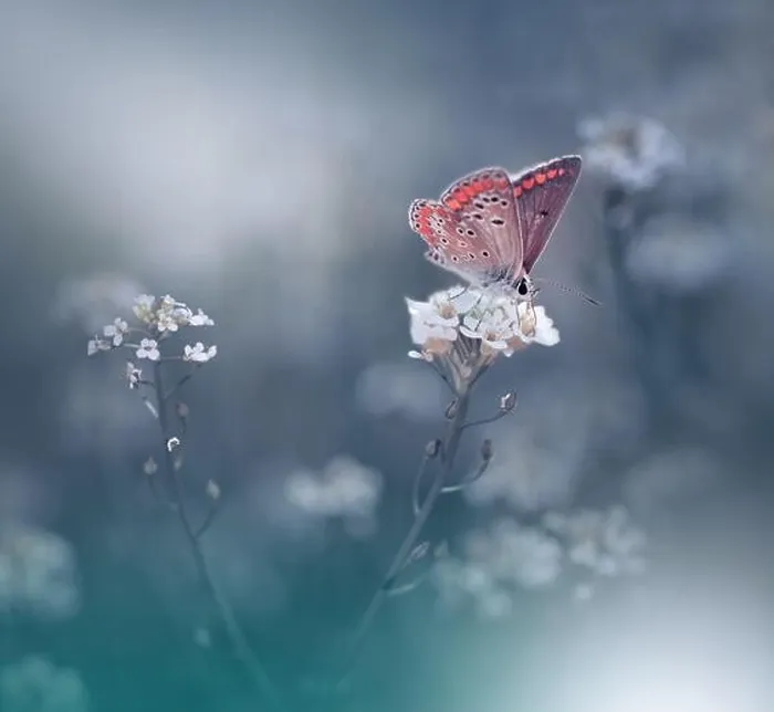 Framed Print : Beautiful Green Nature Background.Floral Art Design.Macro Photography.Butterfly and Wild Field.Creative Artistic Wallpaper.Summer White Flowers Framed Print : Beautiful Green Nature Background.Floral Art Design.Macro Photography.Butterfly and Wild Field.Creative Artistic Wallpaper.Summer White Flowers
