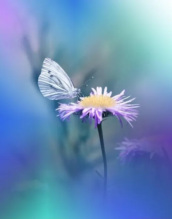 Framed Print : Beautiful Green Nature Background.Floral Art Design.Macro Photography.Butterfly and Wild Field.Creative Artistic Wallpaper.Summer Flowers.Copy Space Framed Print : Beautiful Green Nature Background.Floral Art Design.Macro Photography.Butterfly and Wild Field.Creative Artistic Wallpaper.Summer Flowers.Copy Space