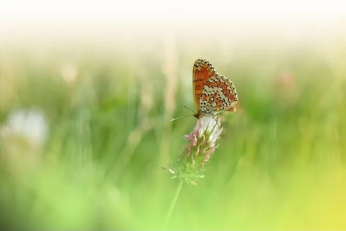 Framed Print : Beautiful Green Nature Background.Floral Art Design.Macro Photography.Butterfly and Wild Field.Creative Artistic Wallpaper.Summer Flowers.Copy Space Framed Print : Beautiful Green Nature Background.Floral Art Design.Macro Photography.Butterfly and Wild Field.Creative Artistic Wallpaper.Summer Flowers.Copy Space