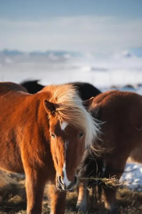 Framed Print : A beautiful Icelandic horse with a blonde mane feeds in the golden light of a winter afternoon Framed Print : A beautiful Icelandic horse with a blonde mane feeds in the golden light of a winter afternoon