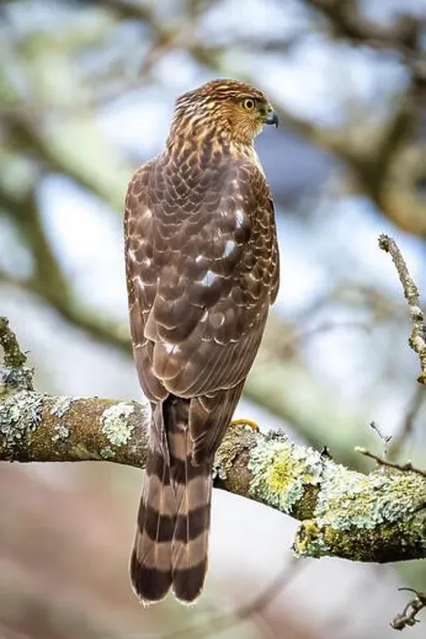 Framed Print : Beautiful juvenile Coopers Hawk close up portrait on the tree