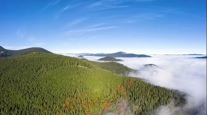Framed Print : Beautiful landscape of Carpathian mountains covered with green forest and morning fog in the valley from aerial view Framed Print : Beautiful landscape of Carpathian mountains covered with green forest and morning fog in the valley from aerial view