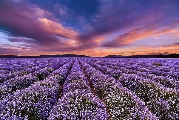 Beautiful landscape with lavender field and colorful sky at sunset