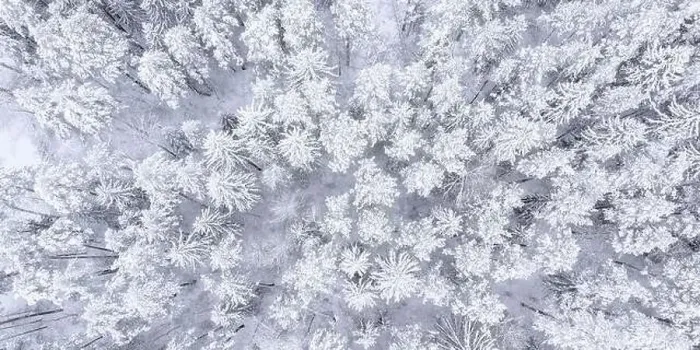 Framed Print : Beautiful landscape with trees under snow Framed Print : Beautiful landscape with trees under snow