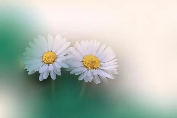 Beautiful Macro Photo.Colorful Daisy Flowers.Border Art Design.Magic Light.Close up Photography.Conceptual Abstract Image.Green and White Background