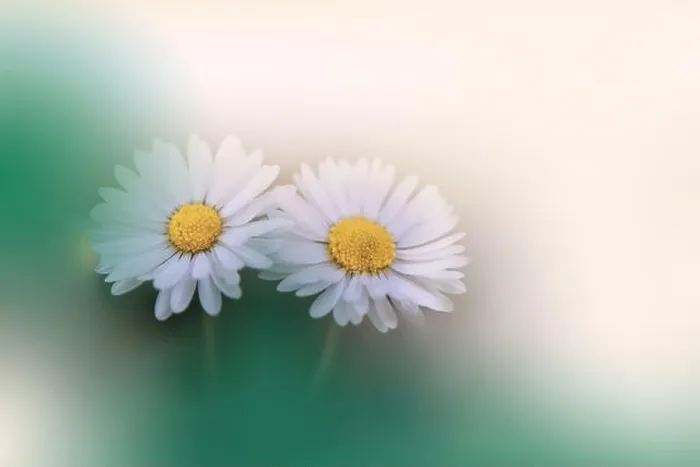 Framed Print : Beautiful Macro Photo.Colorful Daisy Flowers.Border Art Design.Magic Light.Close up Photography.Conceptual Abstract Image.Green and White Background Framed Print : Beautiful Macro Photo.Colorful Daisy Flowers.Border Art Design.Magic Light.Close up Photography.Conceptual Abstract Image.Green and White Background