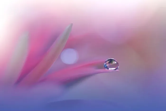 Framed Print : Beautiful Macro Photo.Colorful Flowers.Border Art Design.Magic Light.Close up Photography.Conceptual Abstract Image.Violet Background.Water Drop Framed Print : Beautiful Macro Photo.Colorful Flowers.Border Art Design.Magic Light.Close up Photography.Conceptual Abstract Image.Violet Background.Water Drop