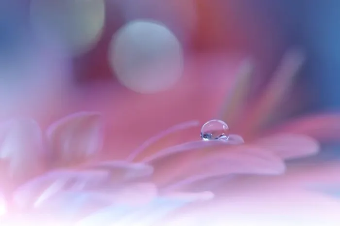 Framed Print : Beautiful Macro Photo.Colorful Flowers.Border Art Design.Magic Light.Close up Photography.Conceptual Abstract Image.Violet Background.Water Drop