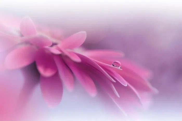 Framed Print : Beautiful Macro Photo.Colorful Flowers.Border Art Design.Magic Light.Close up Photography.Conceptual Abstract Image.Violet Background.Water Drop Framed Print : Beautiful Macro Photo.Colorful Flowers.Border Art Design.Magic Light.Close up Photography.Conceptual Abstract Image.Violet Background.Water Drop