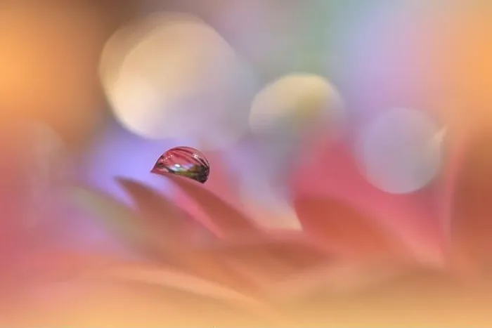 Framed Print : Beautiful Macro Photo.Colorful Flowers.Border Art Design.Magic Light.Close up Photography.Conceptual Abstract Image.Violet Background.Water Drop Framed Print : Beautiful Macro Photo.Colorful Flowers.Border Art Design.Magic Light.Close up Photography.Conceptual Abstract Image.Violet Background.Water Drop