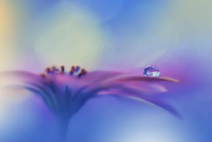 Framed Print : Beautiful Macro Photo.Colorful Flowers.Border Art Design.Magic Light.Close up Photography.Conceptual Abstract Image.Violet Background.Water Drop Framed Print : Beautiful Macro Photo.Colorful Flowers.Border Art Design.Magic Light.Close up Photography.Conceptual Abstract Image.Violet Background.Water Drop