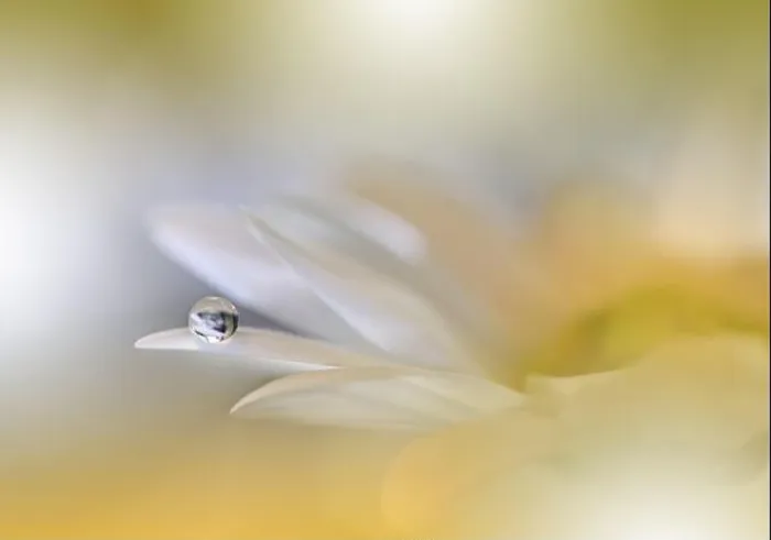 Framed Print : Beautiful Macro Photo.Colorful Flowers.Border Art Design.Magic Light.Close up Photography.Conceptual Abstract Image.Golden Background.Water Drop Framed Print : Beautiful Macro Photo.Colorful Flowers.Border Art Design.Magic Light.Close up Photography.Conceptual Abstract Image.Golden Background.Water Drop
