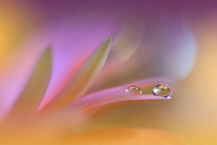 Framed Print : Beautiful Macro Photo.Colorful Flowers.Border Art Design.Magic Light.Close up Photography.Conceptual Abstract Image.Violet Background.Water Drop Framed Print : Beautiful Macro Photo.Colorful Flowers.Border Art Design.Magic Light.Close up Photography.Conceptual Abstract Image.Violet Background.Water Drop
