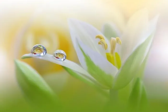 Framed Print : Beautiful Macro Photo.Colorful Flowers.Border Art Design.Magic Light.Close up Photography.Conceptual Abstract Image.Green Background.Water Drop Framed Print : Beautiful Macro Photo.Colorful Flowers.Border Art Design.Magic Light.Close up Photography.Conceptual Abstract Image.Green Background.Water Drop